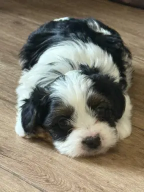 Szczeniaki rasy Yorkshire Terrier Biewer 3