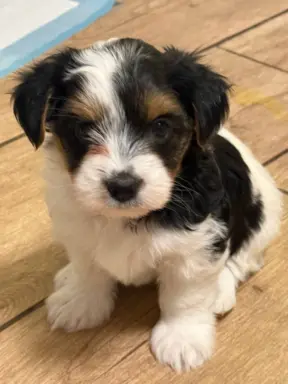 Szczeniaki rasy Yorkshire Terrier Biewer 4