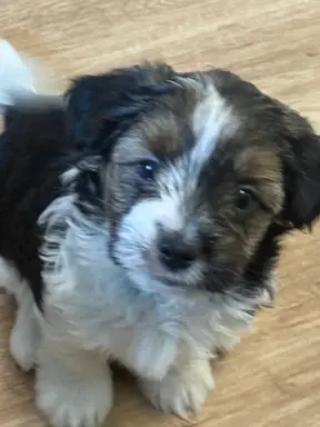 Szczeniaki rasy Yorkshire Terrier Biewer 5