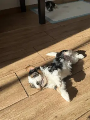 Szczeniaki rasy Yorkshire Terrier Biewer 6