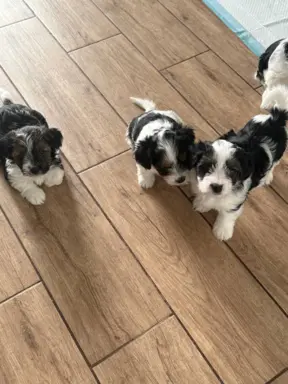 Szczeniaki rasy Yorkshire Terrier Biewer 7