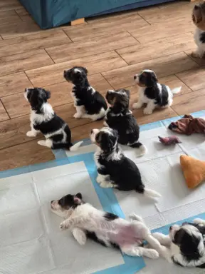 Szczeniaki rasy Yorkshire Terrier Biewer 8