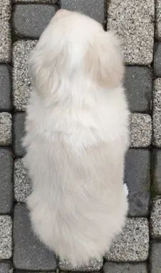 Piękny Biszkopt Border Collie - Rasowy piez z pełną dok. 4