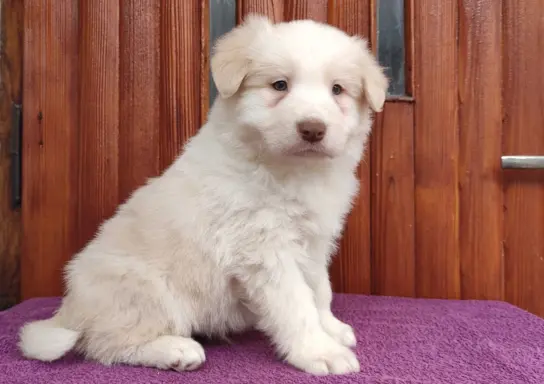 Piękny Biszkopt Border Collie - Rasowy piez z pełną dok. 1