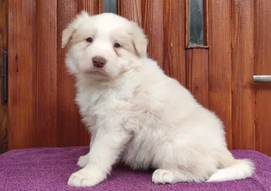 Piękny Biszkopt Border Collie - Rasowy piez z pełną dok. 3