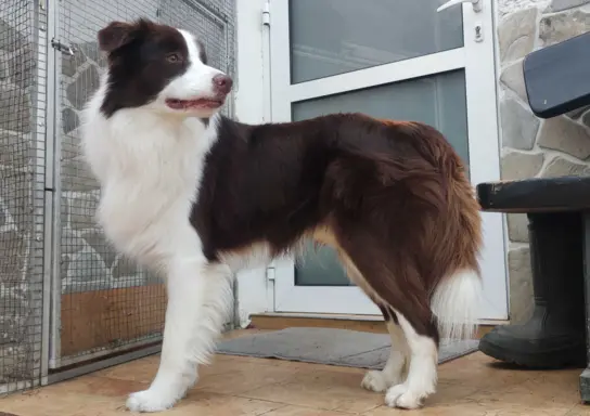 Piękny Biszkopt Border Collie - Rasowy piez z pełną dok. 7