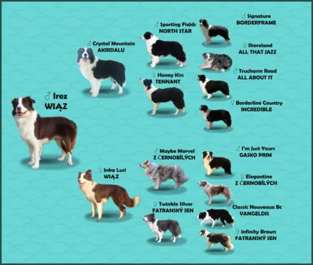 Piękny Biszkopt Border Collie - Rasowy piez z pełną dok. 8