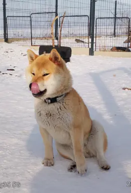 Cztery, czerwone Shiby, trzy pieski i suczka 8