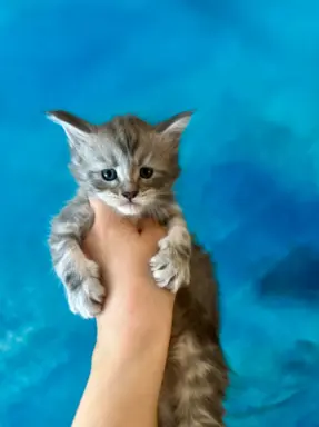 Kocurek niebieski srebrzysty Maine Coon 1