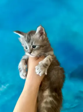 Kocurek niebieski srebrzysty Maine Coon 2