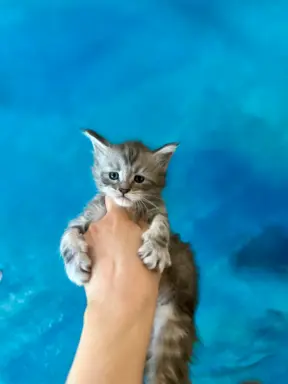 Kocurek niebieski srebrzysty Maine Coon 3