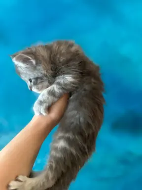 Kocurek niebieski srebrzysty Maine Coon 4