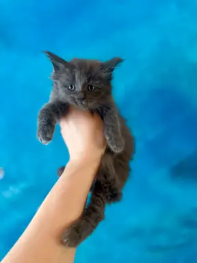 Kotka niebieska Maine Coon 1