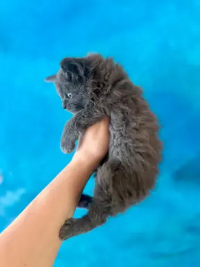 Kotka niebieska Maine Coon 2