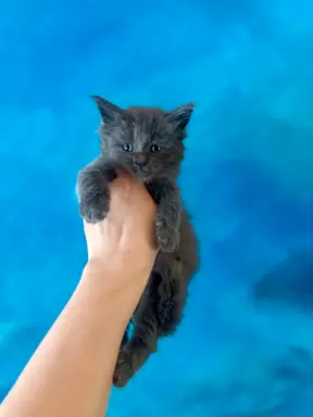 Kotka niebieska Maine Coon 3