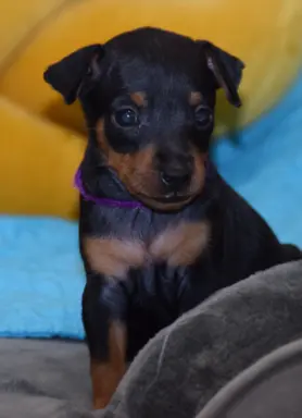 Pinczer Miniaturowy szczenięta ZKWP FCI 2