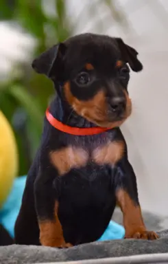 Pinczer Miniaturowy szczenięta ZKWP FCI 1