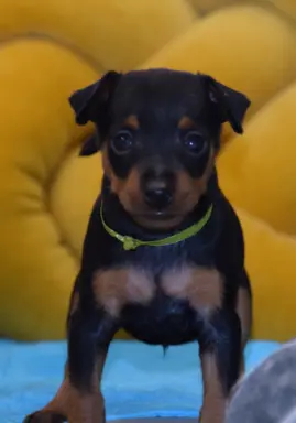 Pinczer Miniaturowy szczenięta ZKWP FCI 3