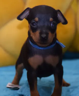 Pinczer Miniaturowy szczenięta ZKWP FCI 4