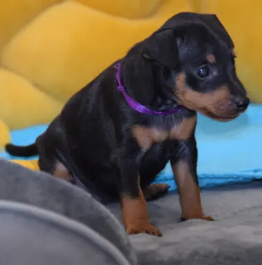 Pinczer Miniaturowy szczenięta ZKWP FCI 5