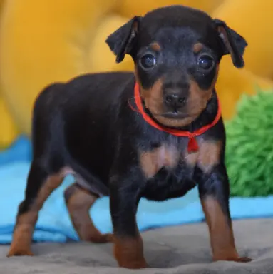 Pinczer Miniaturowy szczenięta ZKWP FCI 6