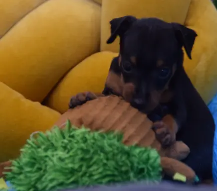 Pinczer Miniaturowy szczenięta ZKWP FCI 7