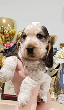 Cocker spaniel angielski 2