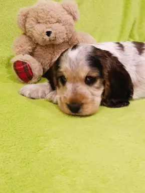 Cocker spaniel angielski 3