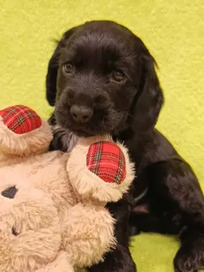 Cocker spaniel angielski 4