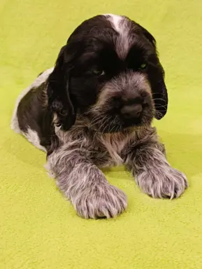 Cocker spaniel angielski 1