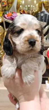 Cocker spaniel angielski 5