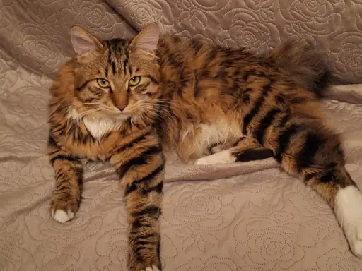 Dostępny reproduktor 1