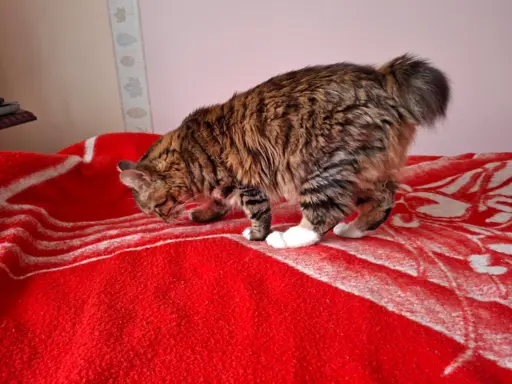 Dostępny reproduktor 3