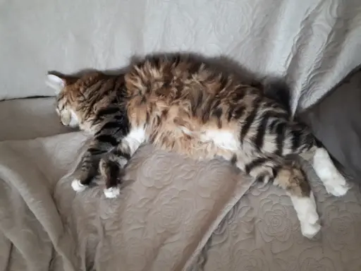 Dostępny reproduktor 4