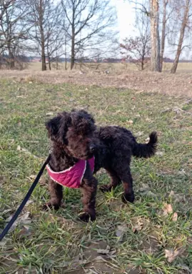 Hetman piesek rasy Rosyjska Bolonka Kolorowa 1