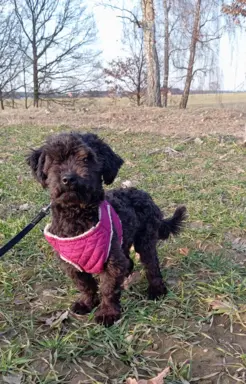 Hetman piesek rasy Rosyjska Bolonka Kolorowa 2