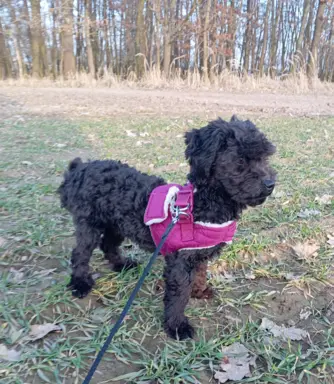 Hetman piesek rasy Rosyjska Bolonka Kolorowa 3