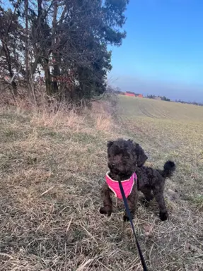 Hetman piesek rasy Rosyjska Bolonka Kolorowa 5