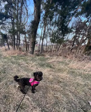 Hetman piesek rasy Rosyjska Bolonka Kolorowa 6