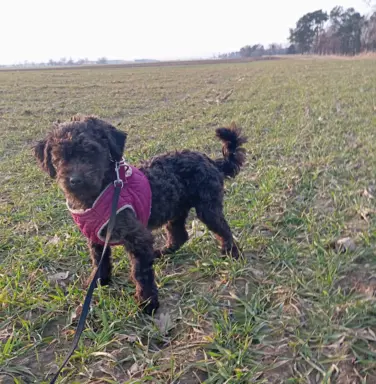 Husar piesek rasy Rosyjska Bolonka Kolorowa 1