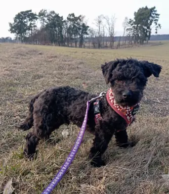 Husar piesek rasy Rosyjska Bolonka Kolorowa 2