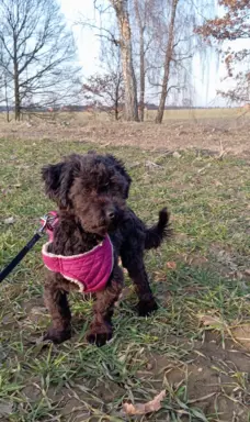 Husar piesek rasy Rosyjska Bolonka Kolorowa 3