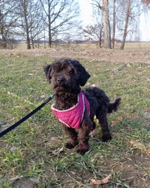 Husar piesek rasy Rosyjska Bolonka Kolorowa 4