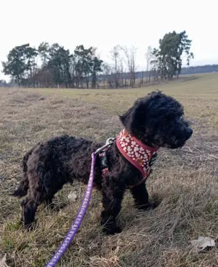 Husar piesek rasy Rosyjska Bolonka Kolorowa 5