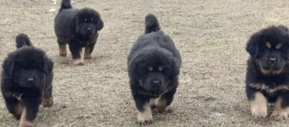 Sunia Mastif tybetański FCI 1