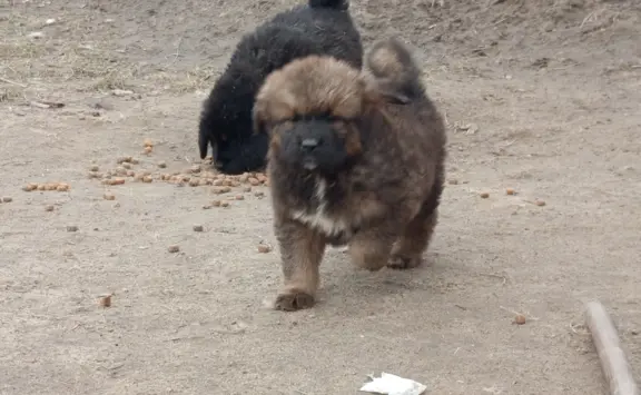 Sunia Mastif tybetański FCI 2