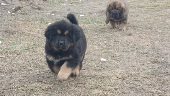 Sunia Mastif tybetański FCI 3