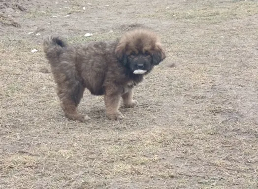 Sunia Mastif tybetański FCI 4