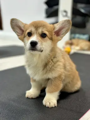 Szczeniak Welsh Corgi Pembroke ZKWP/FCI po championie 5