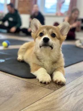Szczeniak Welsh Corgi Pembroke ZKWP/FCI po championie 1